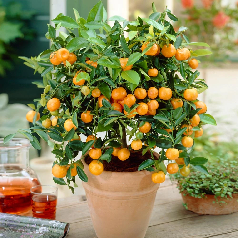 Calamondin Bush 5 Calamondin Bush - Image 3