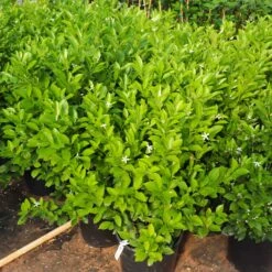 Calamondin Bush 11 Calamondin Bush -Garden Plant Store Calamondin Bush 7