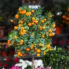 California Honey Mandarin Tree -Garden Plant Store California Mandarin FGT 600x600 916c5935 1e01 4487 a634 987a74a0da2b