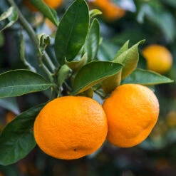 Calamondin Tree 8 Calamondin Tree -Garden Plant Store Calomondin 4 BB