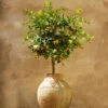 Calamondin Tree -Garden Plant Store Calomondin FGT 600x600 8e4bb22d aef4 4510 82ce b17f3afc6e09