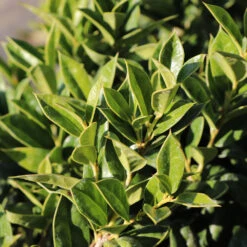 Carissa Holly 7 Carissa Holly -Garden Plant Store Carissa Holly 2