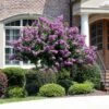 Catawba Crape Myrtle Tree -Garden Plant Store Catawba Crape Myrtle FGT 600x600 66b50869 8d4b 4805 a639 1cb85f8da0d9