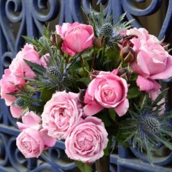 Cathedral Bells Rose -Garden Plant Store Cathedral Bells Rose Tree 2