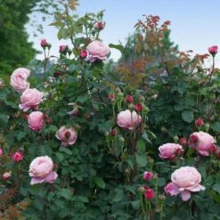 Cathedral Bells Rose -Garden Plant Store Cathedral Bells Rose Tree 3