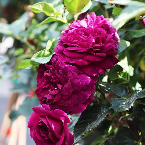 Celestial Night™ Rose Tree 3 Celestial Night™ Rose Tree