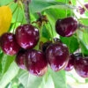 Chelan Cherry Tree -Garden Plant Store Chelan Cherry FGT 600x600 8ed39dcf a247 42da 8378 1f92dcf80e46