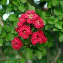 Cherokee Crape Myrtle -Garden Plant Store Cherokee Crape Myrtle Closeup D1 450