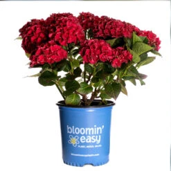 Cherry-Go-Round™ Hydrangea 15 Cherry-Go-Round™ Hydrangea -Garden Plant Store Cherry Go Round Hydrangea 3