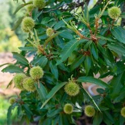 Chinese Chestnut Tree 10 Chinese Chestnut Tree -Garden Plant Store Chinese Chestnut 2 FGT