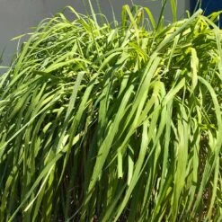 Citronella Grass (Cymbopogon Nardus) -Garden Plant Store Citronella GRass 4 FGT