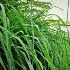 Citronella Grass (Cymbopogon Nardus) -Garden Plant Store Citronella GRass 5