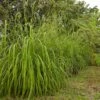 Citronella Grass (Cymbopogon Nardus) 1 Citronella Grass (Cymbopogon Nardus) -Garden Plant Store Citronella GRass FGT 600x600 b10313b7 b834 4295 9524 780e9024abec