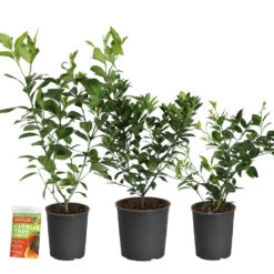 All-in-One Citrus Starter Kit 7 All-in-One Citrus Starter Kit -Garden Plant Store Citrus Starter Kit 2