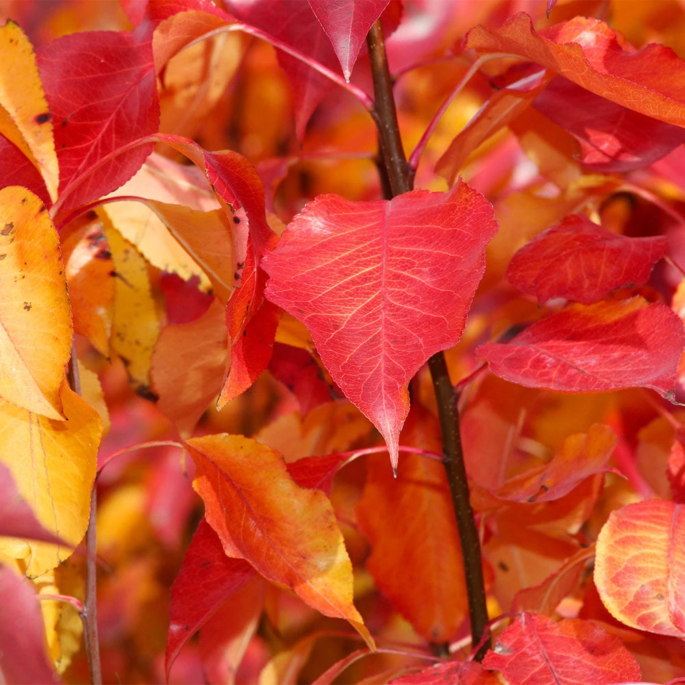 Cleveland Pear Tree 7 Cleveland Pear Tree - Image 5