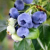 Climax Blueberry - USDA Organic 2 Climax Blueberry - USDA Organic -Garden Plant Store Climax Blueberry 600x600 61e14c7f 535b 4e21 94de 3e06b5d914ce