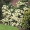 Climbing Hydrangea 2 Climbing Hydrangea -Garden Plant Store Climbing Hydrangea FGT 600x600 f1eb8ef2 7501 4766 a119 851e48bff6a7