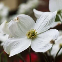 Cloud 9 Dogwood 10 Cloud 9 Dogwood -Garden Plant Store Cloud 9 Dogwood 2 FGT