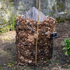 Cold Hardy Banana Tree 15 Cold Hardy Banana Tree -Garden Plant Store Cold Hardy Banana Tree FGT 3