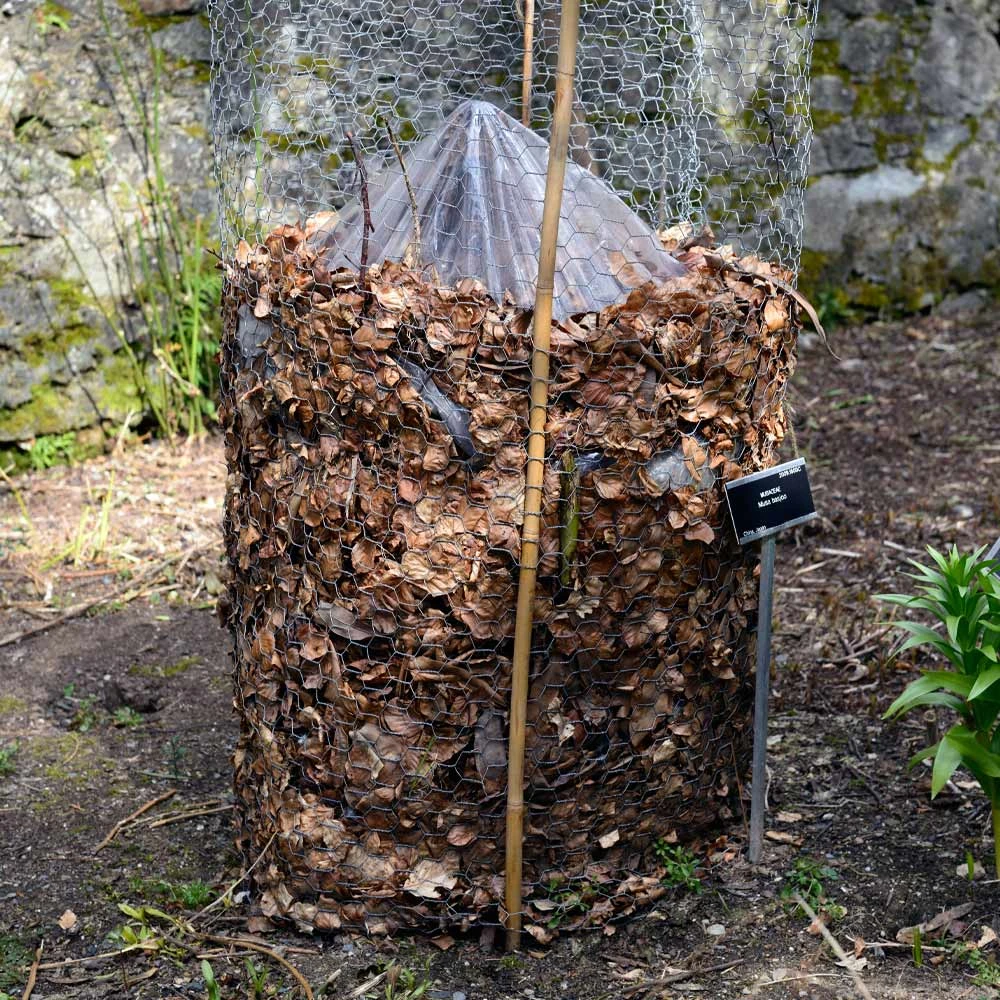 Cold Hardy Banana Tree 9 Cold Hardy Banana Tree - Image 7