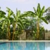 Cold Hardy Banana Tree -Garden Plant Store Cold Hardy Banana Tree FGT 600x600 2d27ad16 d574 4d6a 8669 7a29af9ca83c