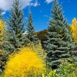 Colorado Blue Spruce Tree 8 Colorado Blue Spruce Tree -Garden Plant Store Colorado BLue Spruce 4 FGT