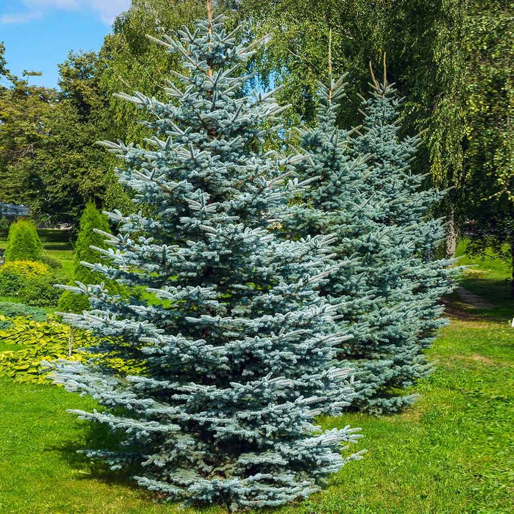 Colorado Blue Spruce Tree 4 Colorado Blue Spruce Tree - Image 2