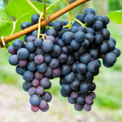 Concord Grape 9 Concord Grape -Garden Plant Store Concord Grape 1 FGT