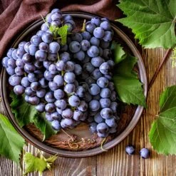 Concord Grape 10 Concord Grape -Garden Plant Store Concord Grape 6 FGT