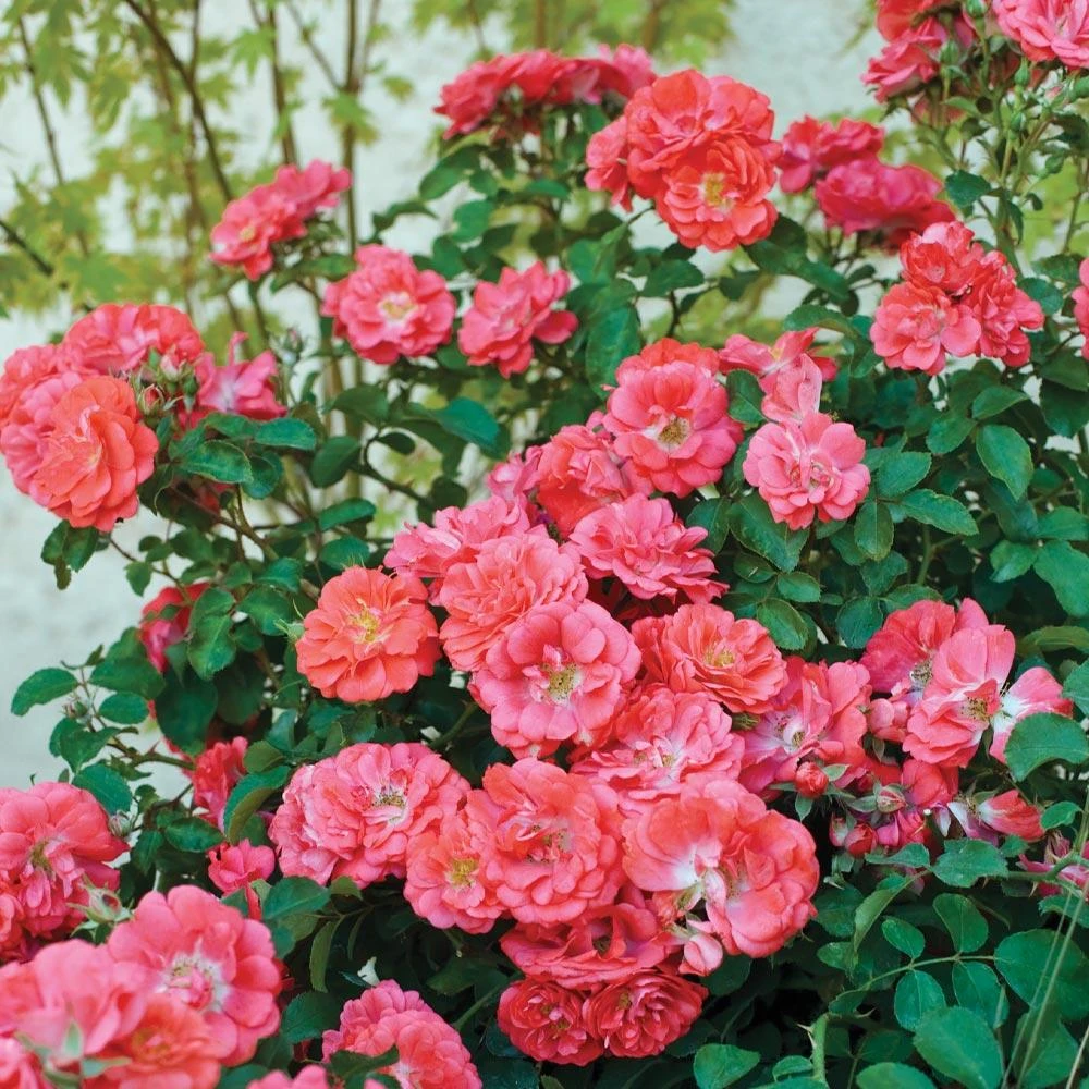 Coral Drift® Rose 4 Coral Drift® Rose - Image 2