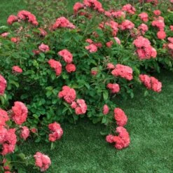 Coral Drift® Rose 7 Coral Drift® Rose -Garden Plant Store Coral Drift Rose 2 FGT
