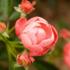 Coral Knock Out® Rose Shrub -Garden Plant Store Coral Knockout Rose 2 FGT