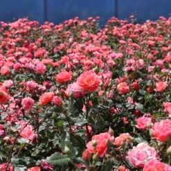 Coral Knock Out® Rose Shrub -Garden Plant Store Coral Knockout Rose 3 FGT