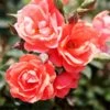 Coral Knock Out® Rose Shrub 1 Coral Knock Out® Rose Shrub -Garden Plant Store Coral Knockout Rose FGT 600x600 648fed75 c4bc 4987 93a6 de7b93aadabc