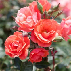 Coral Knock Out® Rose Tree -Garden Plant Store Coral Knockout Rose Tree 1