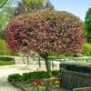 Coralburst® Crabapple -Garden Plant Store Coralbust Crabapple 600x600 702b7c92 3bbe 4840 a2aa e218de65b3bb