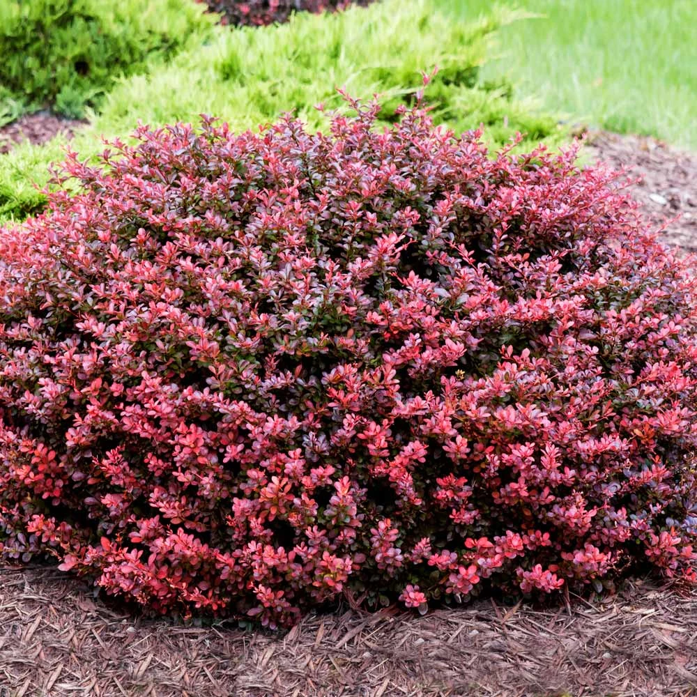 Crimson Pygmy Barberry Shrub 3 Crimson Pygmy Barberry Shrub