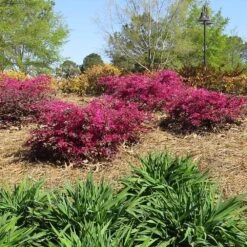 Crimson Fire™ Loropetalum 8 Crimson Fire™ Loropetalum -Garden Plant Store Crimson Fire Loropetalum 1