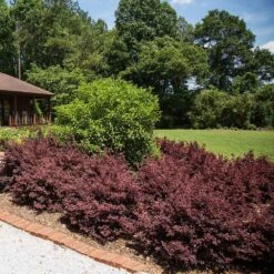 Crimson Fire™ Loropetalum 9 Crimson Fire™ Loropetalum -Garden Plant Store Crimson Fire Loropetalum 3