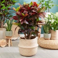 Sunset Hues House Plant Kit 14 Sunset Hues House Plant Kit -Garden Plant Store Croton Petra 1 FGT 445f7f6a 00f4 451b a6b3 3f52129ac266