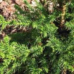 Black Dragon Cryptomeria 8 Black Dragon Cryptomeria -Garden Plant Store Cryptomeria Black Dragon 3
