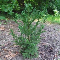 Black Dragon Cryptomeria 9 Black Dragon Cryptomeria -Garden Plant Store Cryptomeria Black Dragon 4