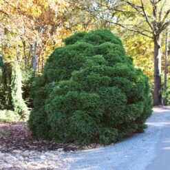 Cryptomeria 'Globosa Nana' Shrub -Garden Plant Store Cryptomeria Radicans 1 5a013f2a 9f79 4f42 98de 73ba60d03d17