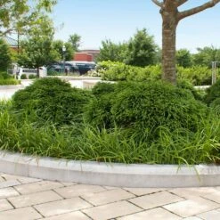 Cryptomeria 'Globosa Nana' Shrub -Garden Plant Store Cryptomeria Radicans 5 1b1b9abd 7f86 4bef bc80 cb1e72effa46