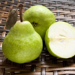 D'Anjou Pear Tree 10 D'Anjou Pear Tree -Garden Plant Store DAnjou Pear 3 FGT da277ba9 1c1c 4f9f 9202 bc3a27216f3b