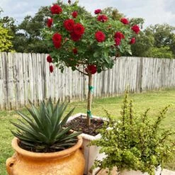 Dancing In The Dark™ Rose Tree 9 Dancing In The Dark™ Rose Tree -Garden Plant Store Dancing in the Dark 2