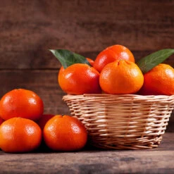 Dancy Tangerine Tree 10 Dancy Tangerine Tree -Garden Plant Store Dancy Tangerine 1 FGT