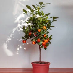 Dancy Tangerine Tree 9 Dancy Tangerine Tree -Garden Plant Store Dancy Tangerine 2 FGT
