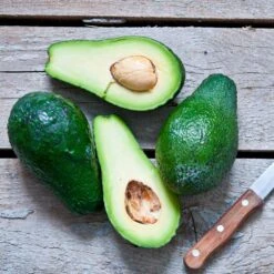 Condo™ Avocado Tree 12 Condo™ Avocado Tree -Garden Plant Store Day Condo Avocado 5 FGT