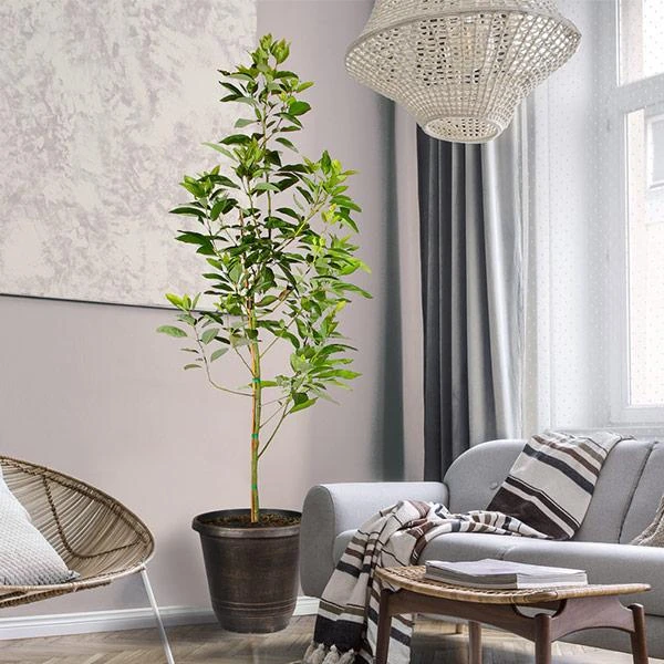 Condo™ Avocado Tree 3 Condo™ Avocado Tree